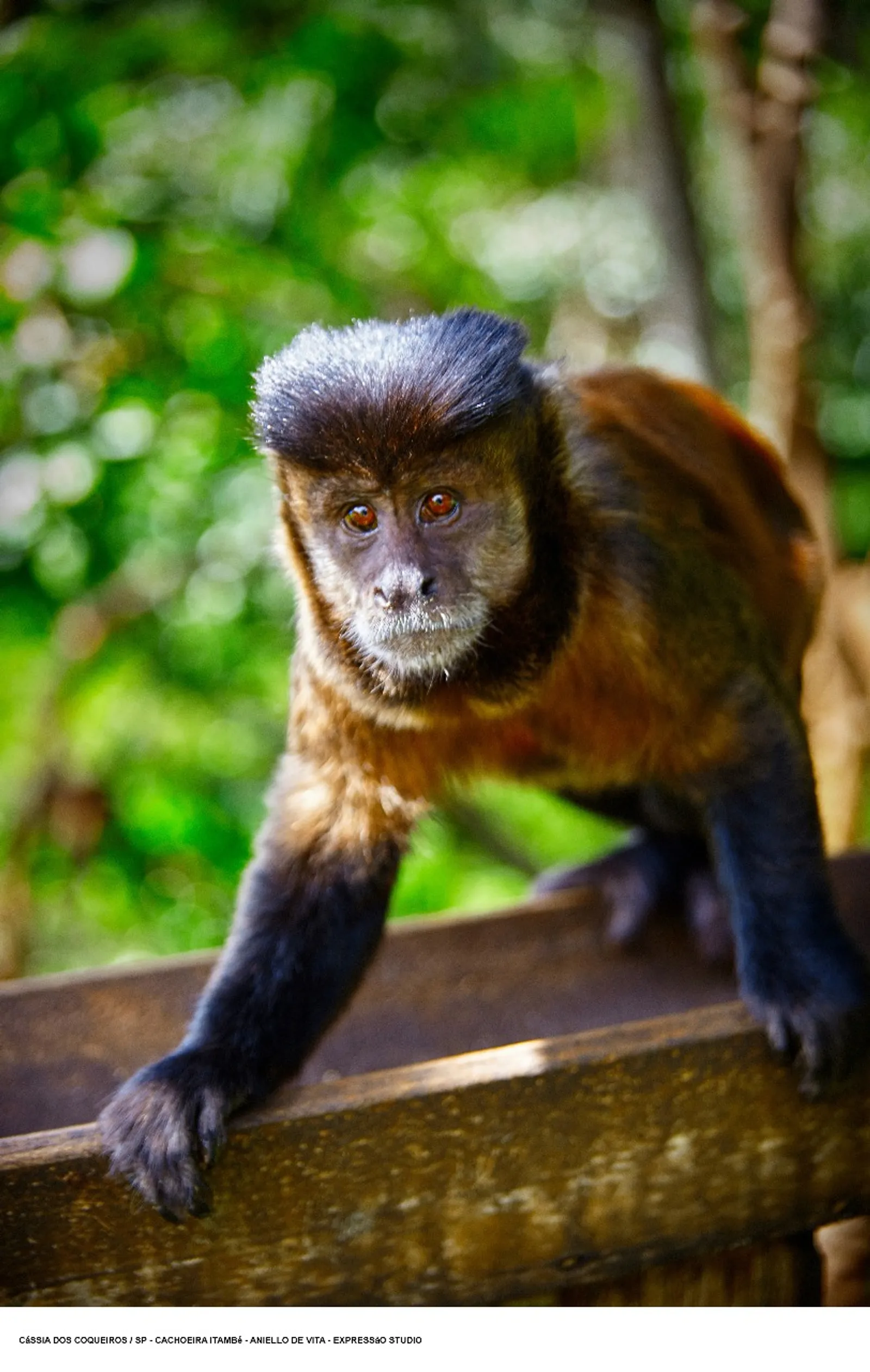 Miniatura 2 de Cássia dos Coqueiros